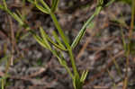 Shortleaf rose gentian